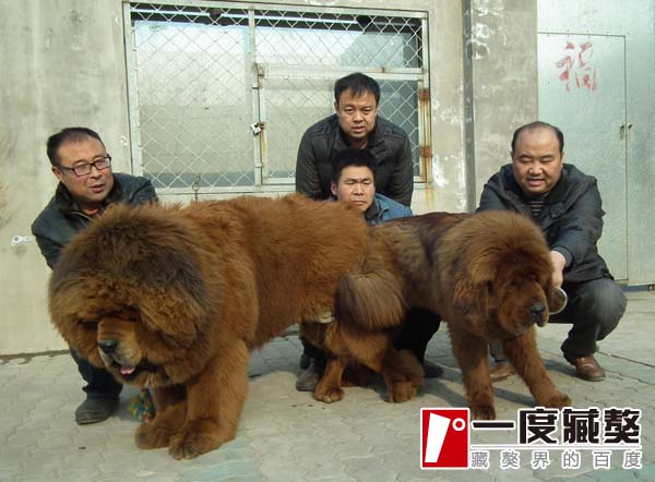 追蹤:一(yī)代超級種公新(xīn)秀“标準”的2013 注定子(zǐ)孫滿堂！