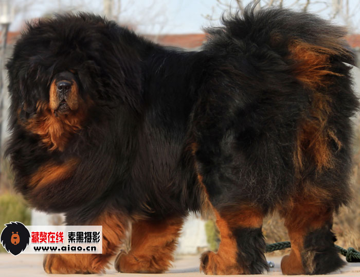 喜訊:青島金(jīn)剛獒園大豐收,超級種母群誕下(xià)“薪火(huǒ)”“赤焰”後代