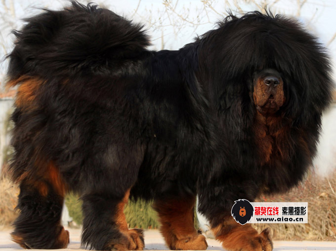 喜訊:青島金(jīn)剛獒園大豐收,超級種母群誕下(xià)“薪火(huǒ)”“赤焰”後代