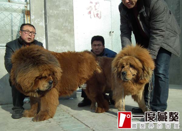 追蹤:一(yī)代超級種公新(xīn)秀“标準”的2013 注定子(zǐ)孫滿堂！