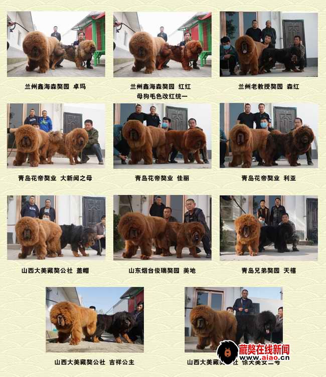 2014配種王，看得見的火(huǒ)爆巅峰 “大真火(huǒ)”聯姻大集錦