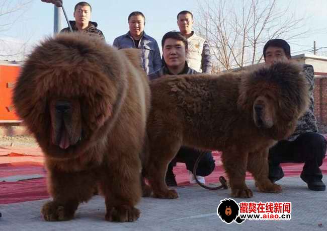 2014配種王，看得見的火(huǒ)爆巅峰 “大真火(huǒ)”聯姻大集錦