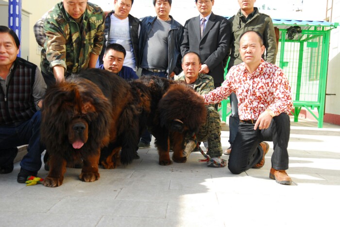 木蘭配紅(hóng)九洲